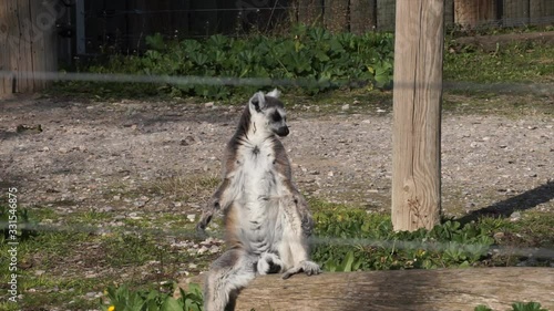 Cute lemur is sitting and looking around. Lemur catta, primate animal in zoological garden. 