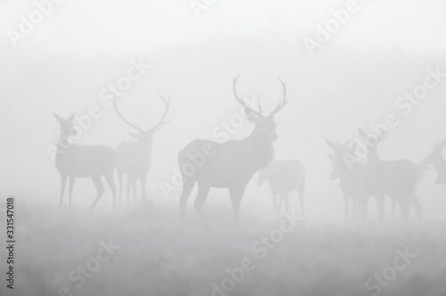 Red deer in the fog  Argentina  Parque Luro Nature Reserve