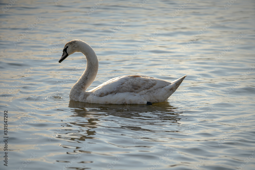 swans on the water. Sunny day swans on the water. Sunny day