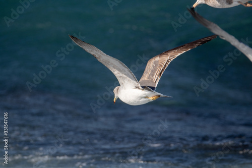 Seagull is hunting on the wave © rokacaptain