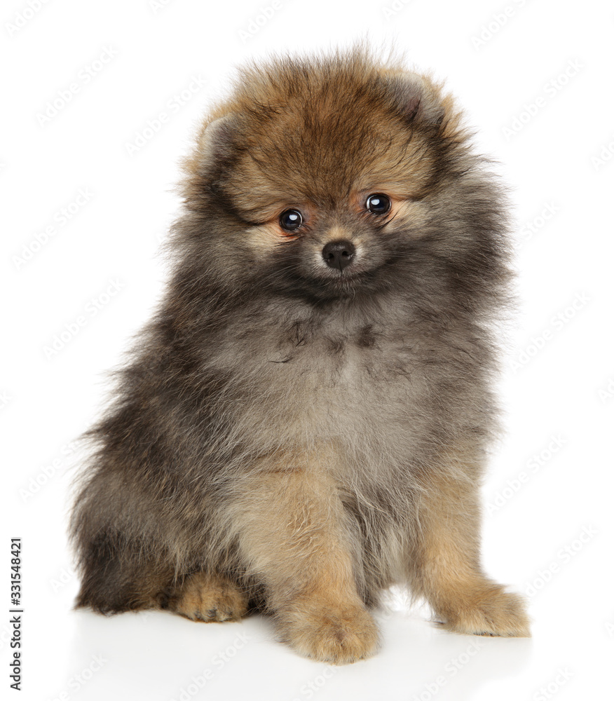 Funny pomeranian spitz puppy looking at the camera Funny pomeranian spitz puppy looking at the camera