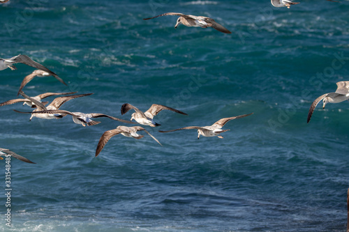 Seagull is hunting on the wave