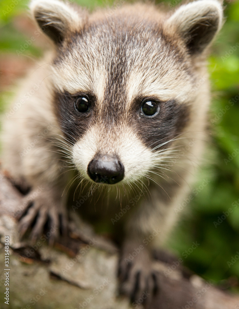 Portrait of a baby raccoon on a birch tree branch.