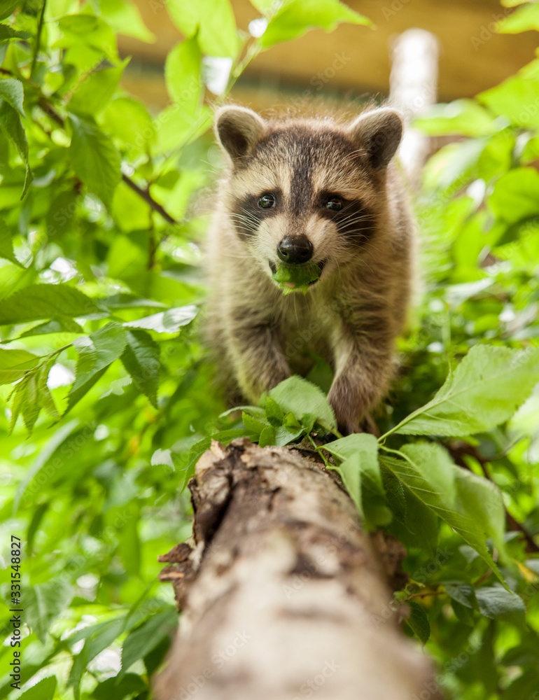 Baby raccoon walking along a birch tree branch with a leaf in its mouth. Baby raccoon walking along a birch tree branch with a leaf in its mouth.