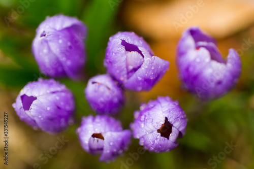 Detail of crocus flowers with blurred background. Narrow depth of field. 