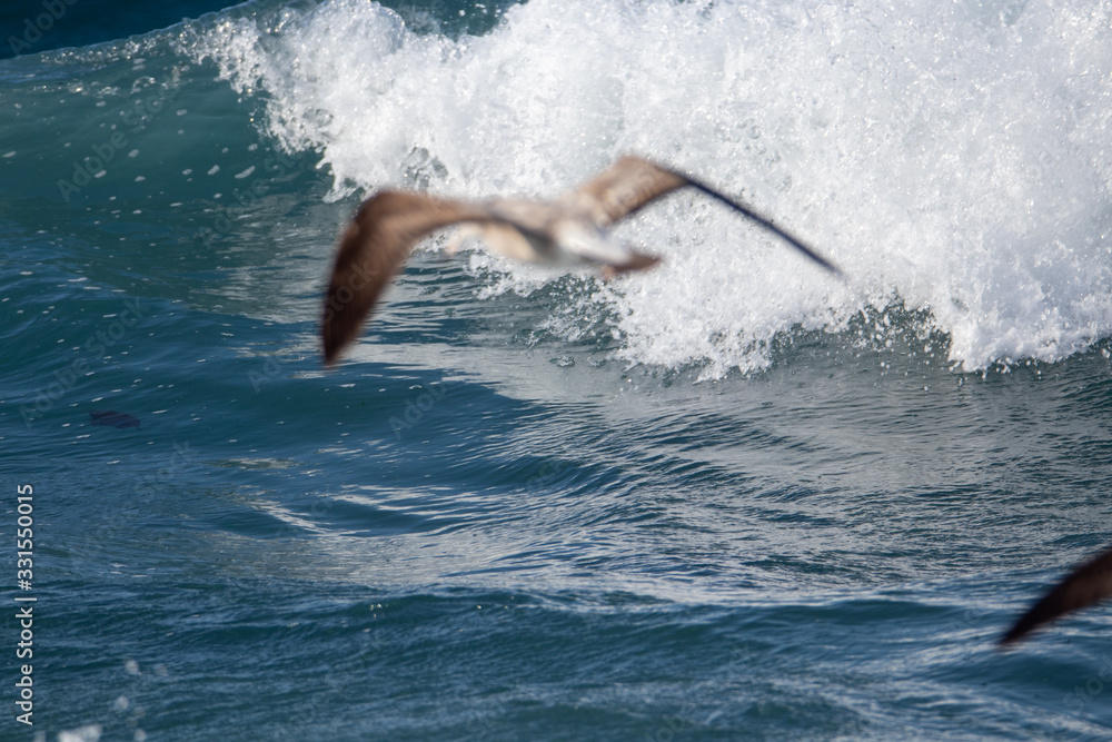 Seagull is hunting on the wave