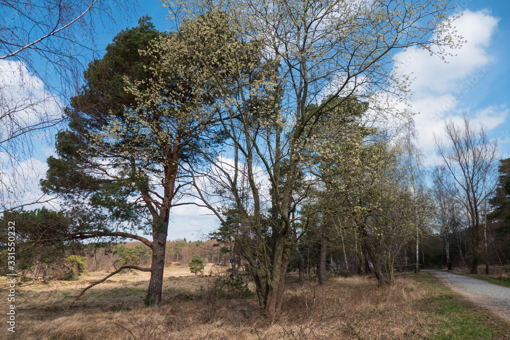 Blühende Bäume am Schlangenberg in Stolberg Breinig Blühende Bäume am Schlangenberg in Stolberg Breinig