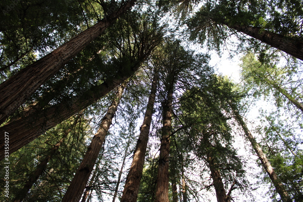Fototapeta premium muir woods big trees