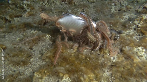  Time-lapse, Group of fireworms eat dead fish. Bearded Fireworm (Hermodice carunculata) Underwater shot. Mediterranean Sea, Europe. photo