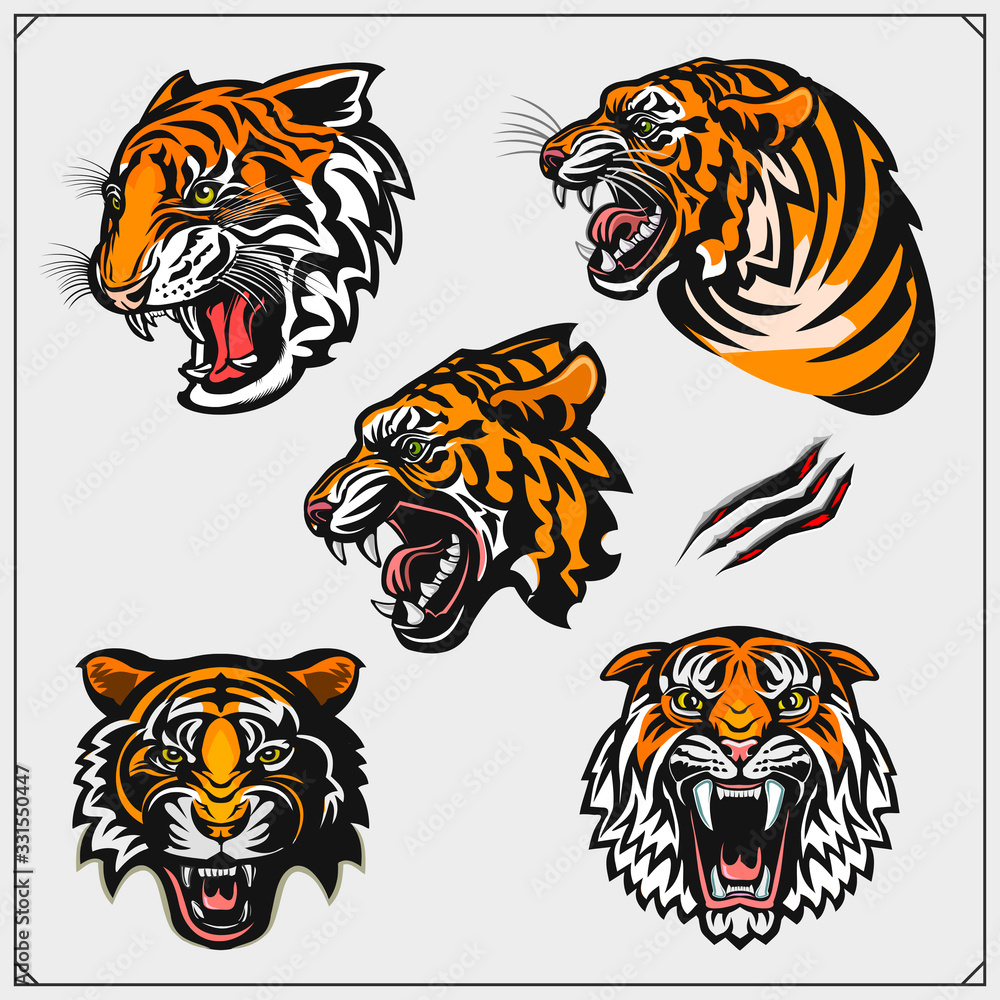 Set of angry tiger heads. Print design for t-shirt. Tattoo and sport club design. Set of angry tiger heads. Print design for t-shirt. Tattoo and sport club design.