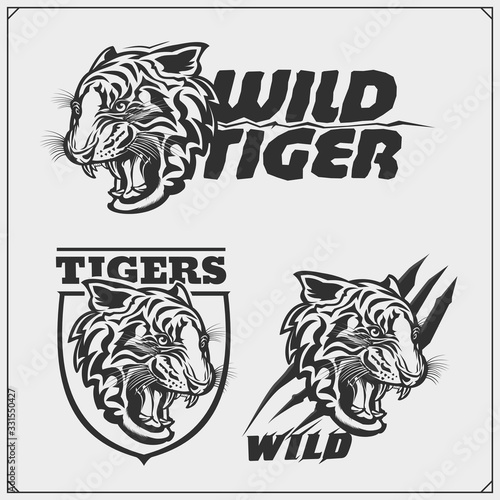 The emblems with tiger for a sport team. Print design for t-shirt.