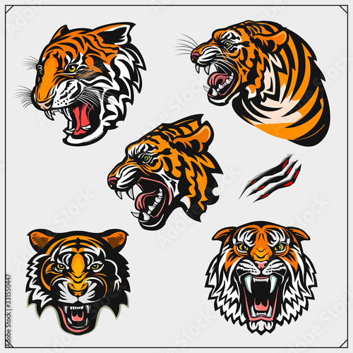 Set of angry tiger heads. Print design for t-shirt. Tattoo and sport club design.