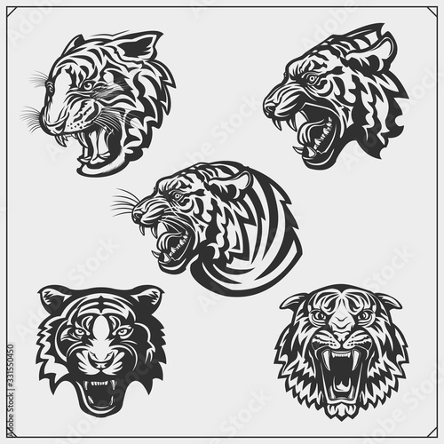 Set of angry tiger heads. Print design for t-shirt. Tattoo and sport club design.