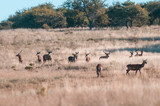Red deer herd in Calden forest, La Pampa, Argentina.