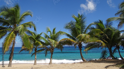 Palm trees swaying in a gentle breeze on a beach with waves rolling in from the blue ocean in Puerto Rico