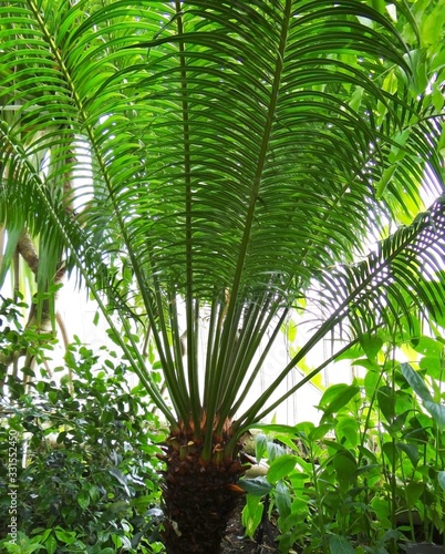 Cycas thouarsii at Kew