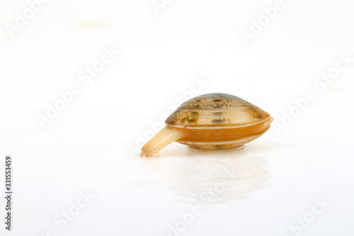 Fotografie, Tablou Fresh clam on a white background