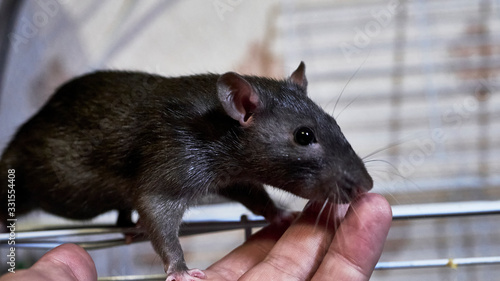 domestic rat sits on a cage