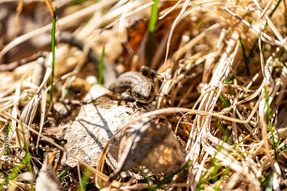 forest lizard