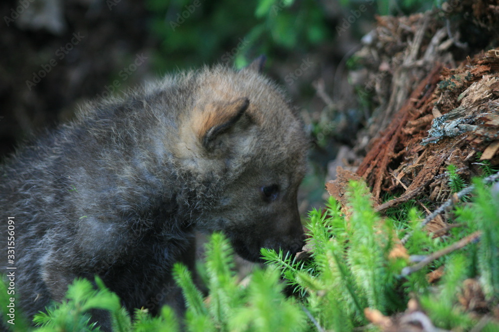 Naklejka premium Wolf lair with pack of little wolves cubs under the root of tree in forest