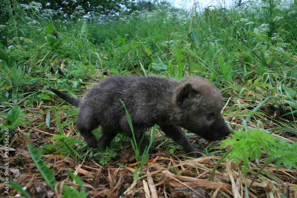 Wolf lair with pack of little wolves cubs under the root of tree in forest Wolf lair with pack of little wolves cubs under the root of tree in forest