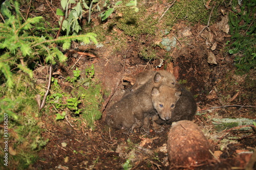 Wolf lair with pack of little wolves cubs under the root of tree in forest