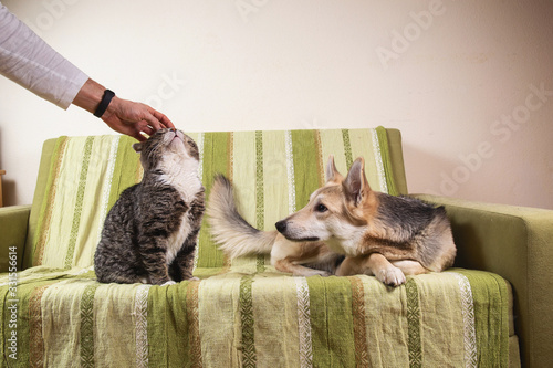 Photos Curious dog and sleeping cat in bedroom