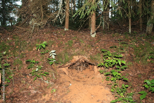 Bilde på lerret Wolf lair with pack of little wolves cubs under the root of tree in forest