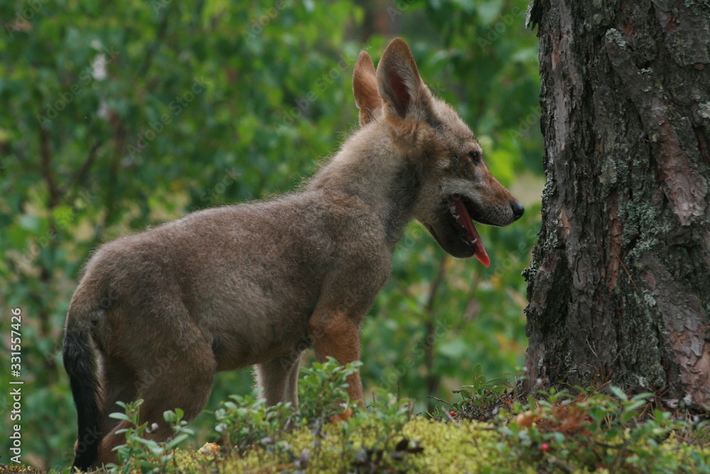 Young wolf cub in pine forest at summer Young wolf cub in pine forest at summer