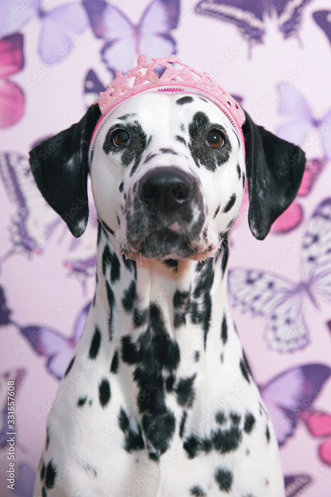 The portrait of a white and black spotted Dalmatian dog with a pink crown on its head posing indoors on a pink wallpaper background with butterflies