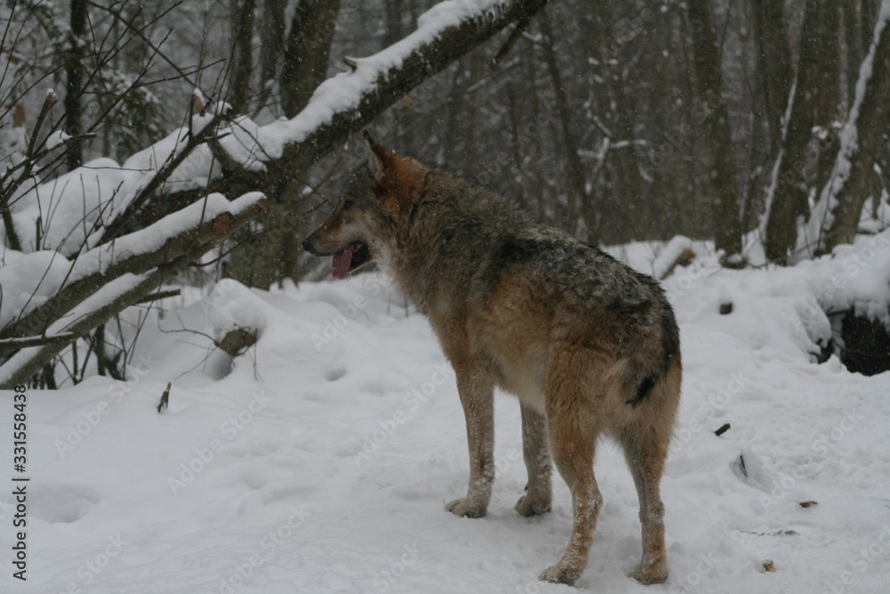 Fototapeta Wolf in snow winter pine forest with a man