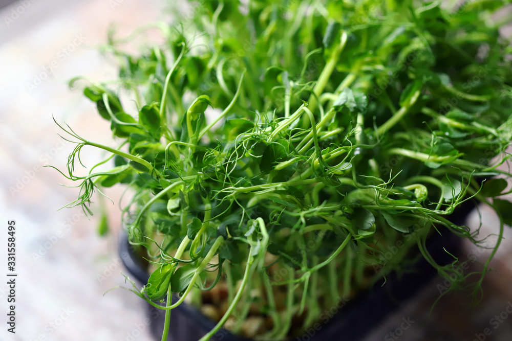 Selective focus. Microgreen grows in a pot. Young sprouts of peas. Super food. Vitamins and minerals. Selective focus. Microgreen grows in a pot. Young sprouts of peas. Super food. Vitamins and minerals.