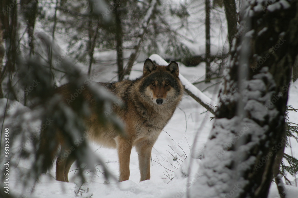 Wolf in snow winter pine forest with a man Wolf in snow winter pine forest with a man
