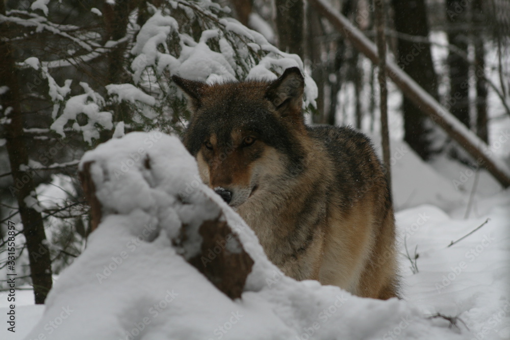 Wolf in snow winter pine forest with a man Wolf in snow winter pine forest with a man