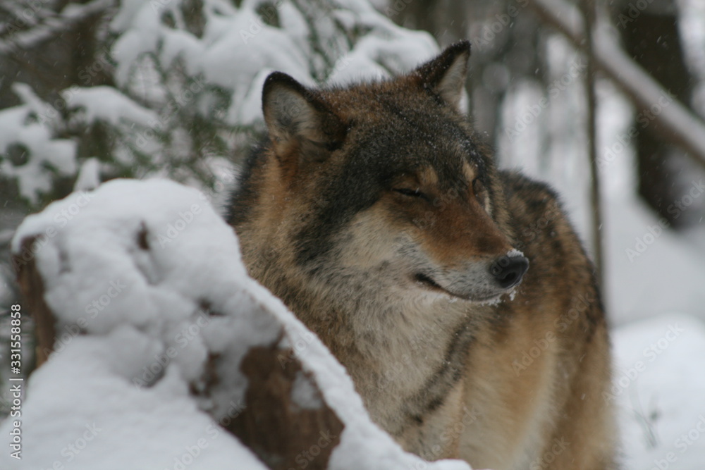 Wolf in snow winter pine forest with a man Wolf in snow winter pine forest with a man