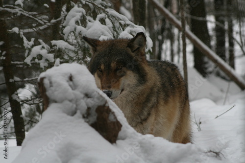 Wolf in snow winter pine forest with a man