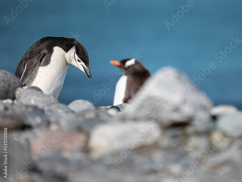 pinguine nebeneinaner in der antarktis - kleiner Pinguin in der Antarktis, Zügelpinguin, Eselspinguin © Christoph