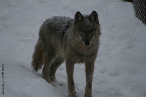 Wolf in snow winter pine forest with a man © adventure