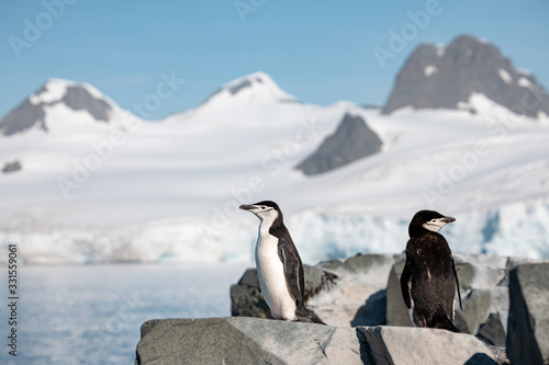 Zügelpinguin in der Antarktis, Felsen und Meer 