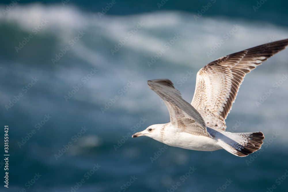 Obraz premium dynamic flying seagull on the sky