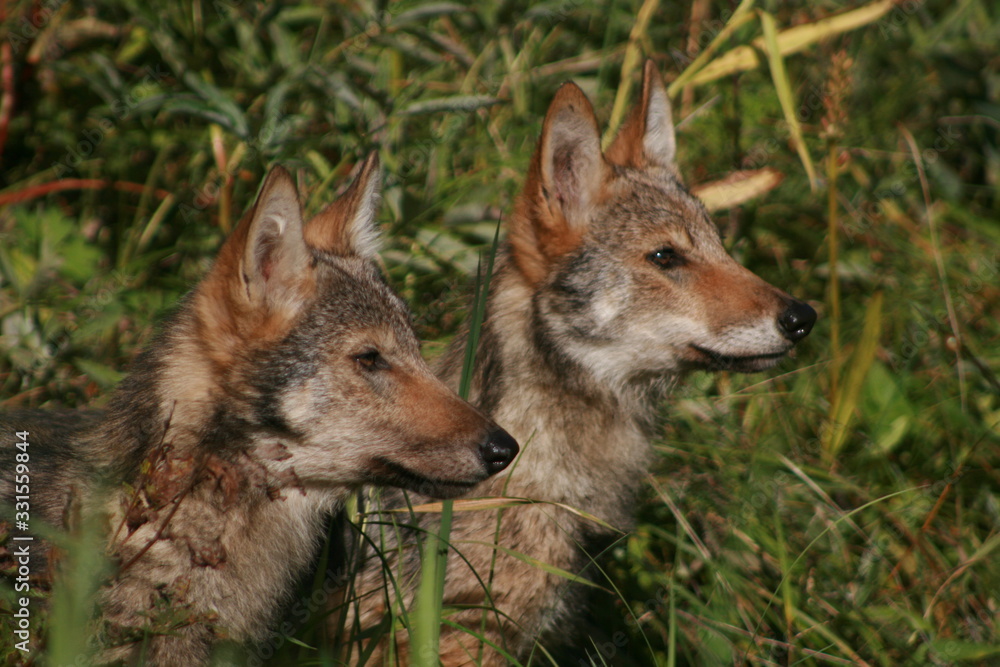 Fototapeta premium Pack of young wolves cubs near river