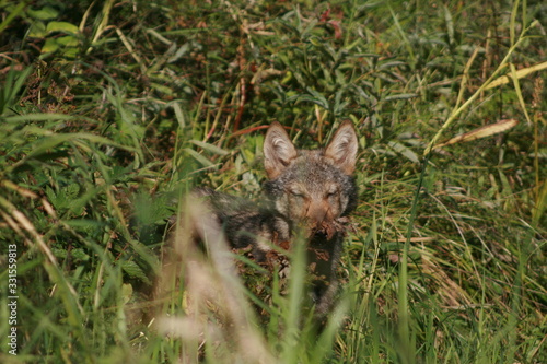 Pack of young wolves cubs near river