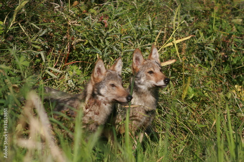 Pack of young wolves cubs near river
