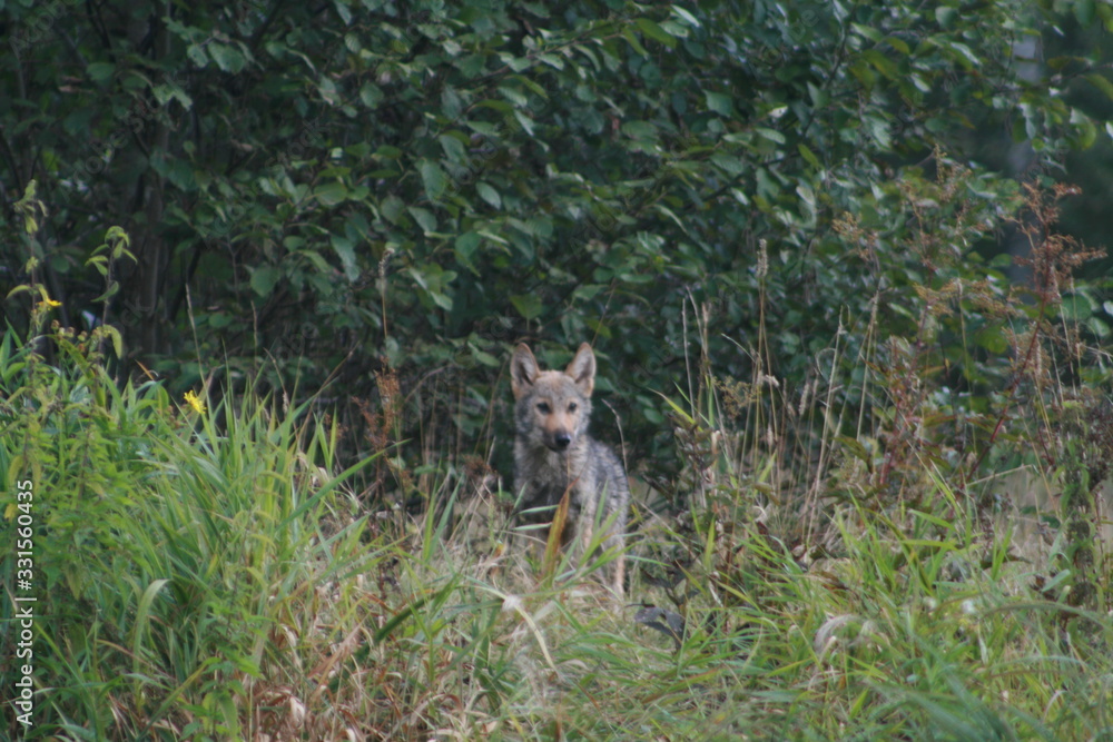 Naklejka premium Pack of young wolves cubs near river