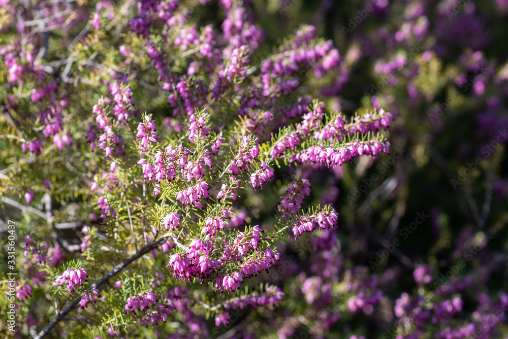 A closeup on a Erica × darleyensis blooming bush A closeup on a Erica × darleyensis blooming bush
