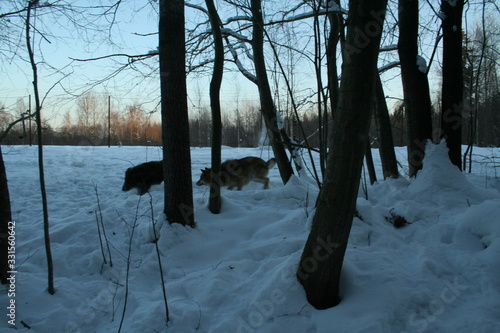 Fototapeta Naklejka Na Ścianę i Meble -  Wolves catching wild boar in wild snow forest