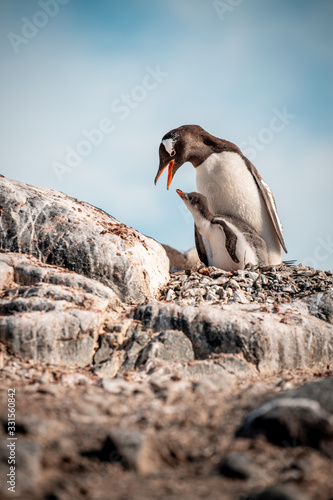 Gentoo penguin mother father with little chick feeding in Antarctica, Antarctic Penninsula 
