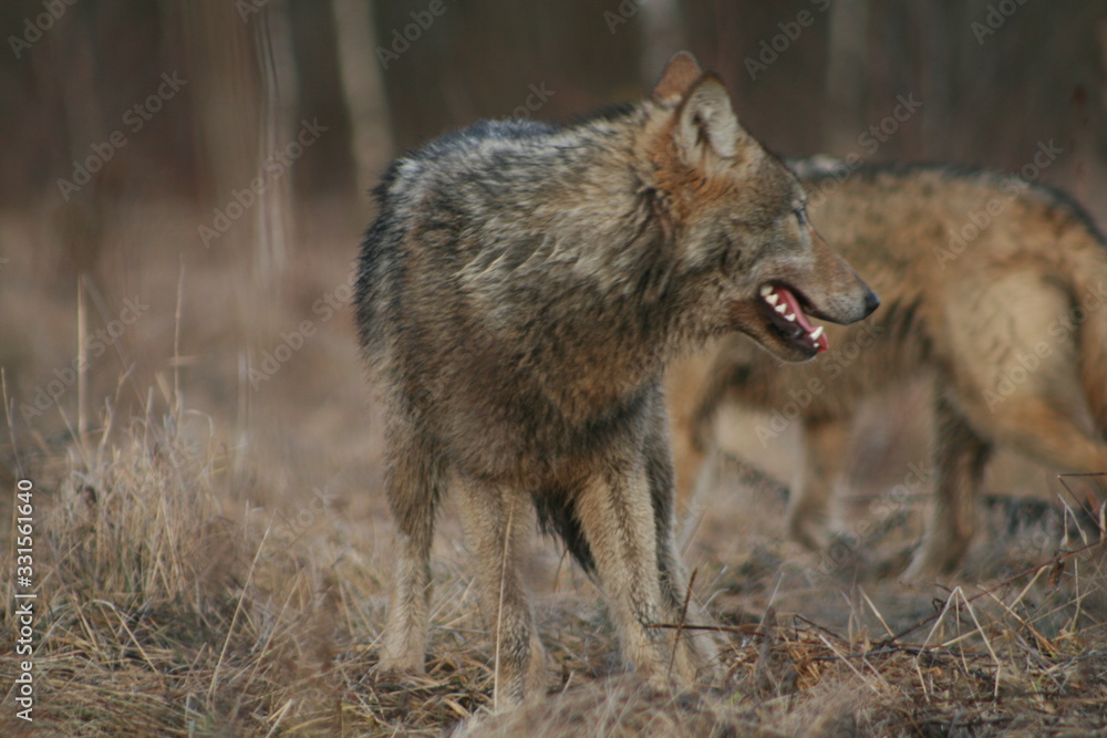 Wolf in autumn-winter forest near river, pond and swamp Wolf in autumn-winter forest near river, pond and swamp