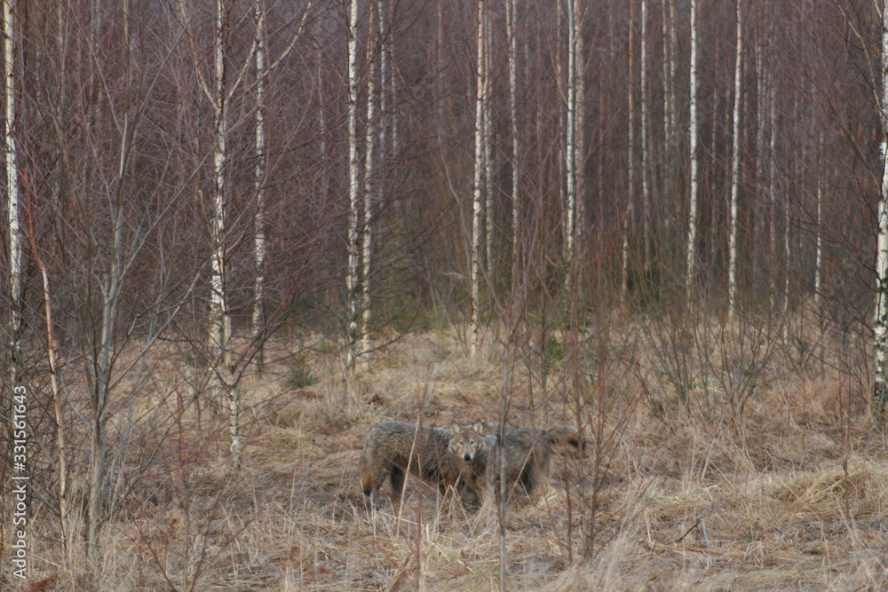 Wolf in autumn-winter forest near river, pond and swamp Wolf in autumn-winter forest near river, pond and swamp