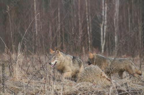 Wolf in autumn-winter forest near river  pond and swamp